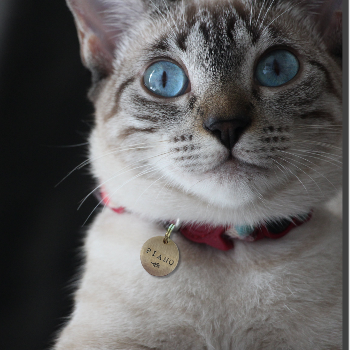 Katten penning: Extra klein: 19 mm! GRATIS VERZENDEN