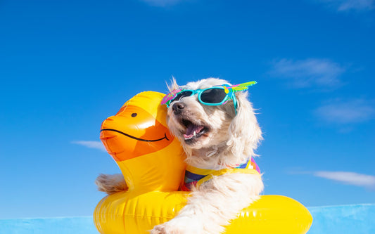 Zomers Plezier met je Hond: Tips en Ideeën