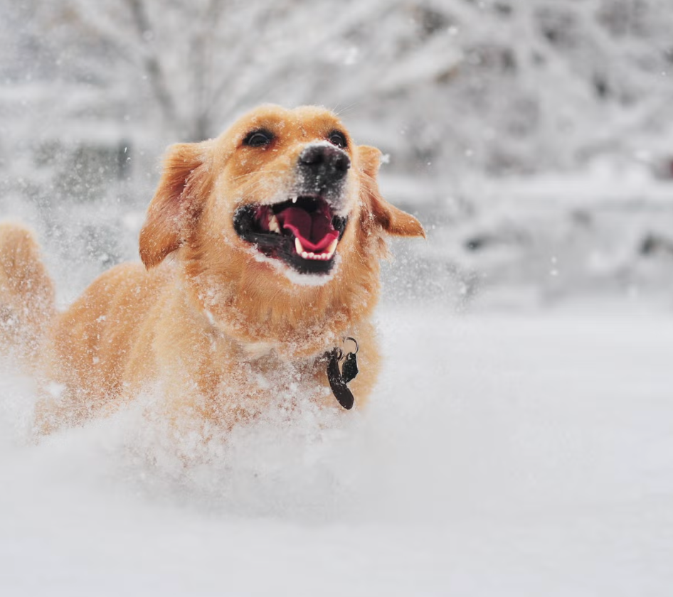 Lekker samen stoeien in de sneeuw!