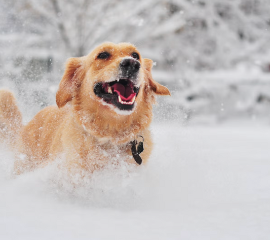 Lekker samen stoeien in de sneeuw!
