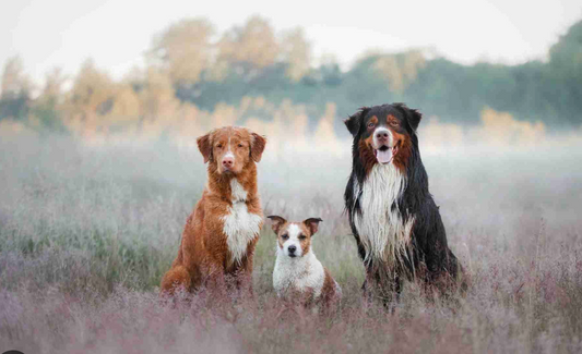 Populaire hondennamen in Nederland 🇳🇱