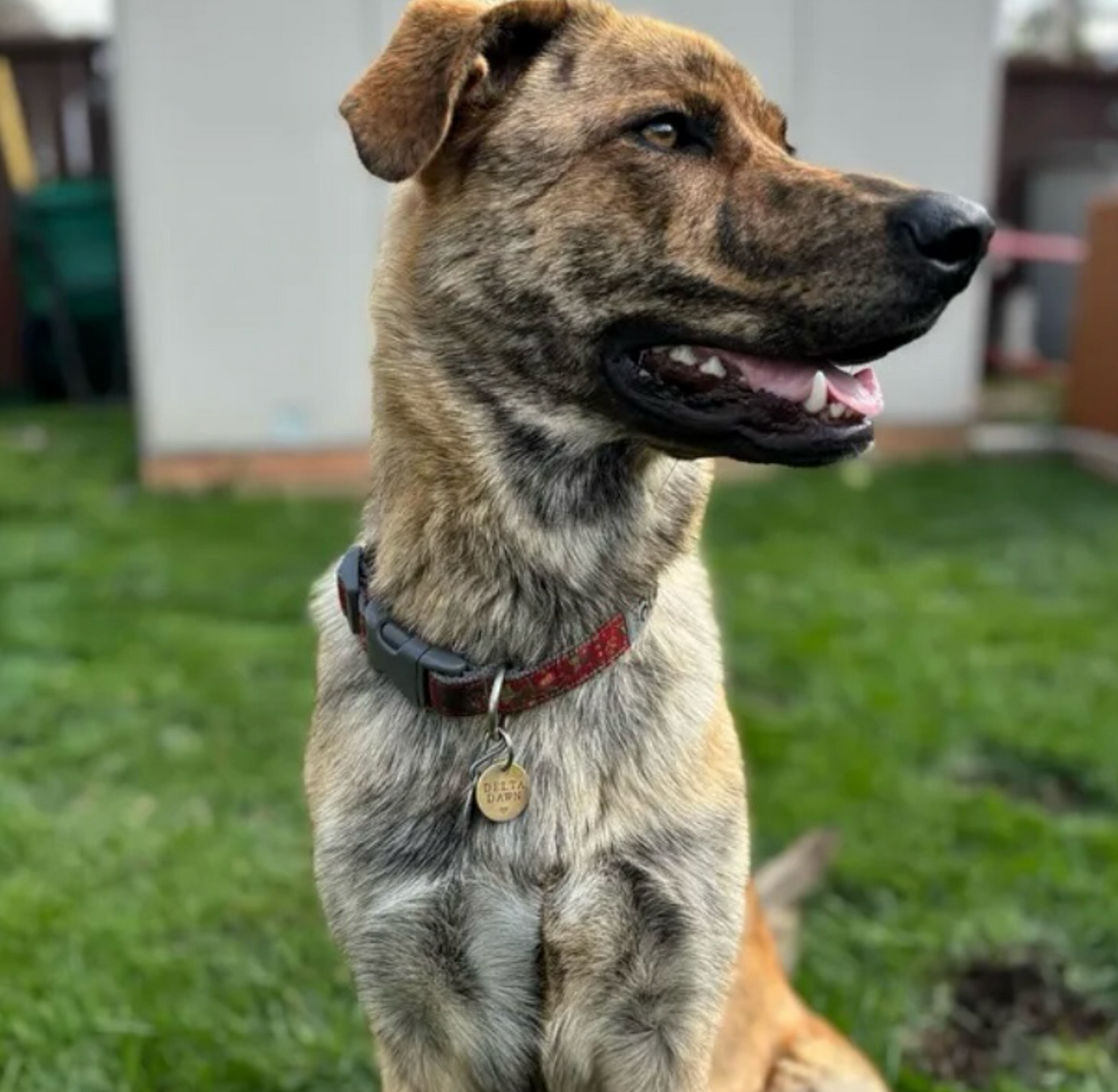 Waarom is een hondenpenning zo belangrijk?