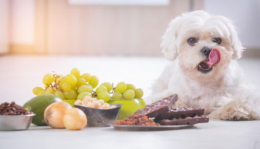 Gevaren in Huis voor Je Hond: Een Veilige Thuisomgeving Creëren