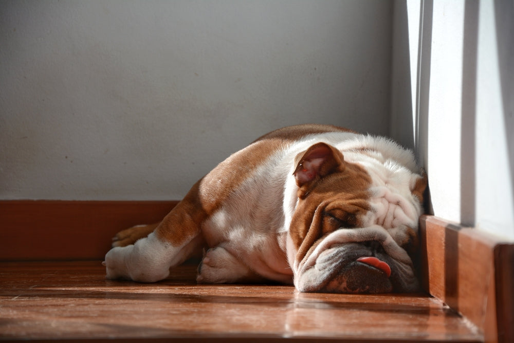 Klinkt jouw hond als een chagrijnige oude man?
