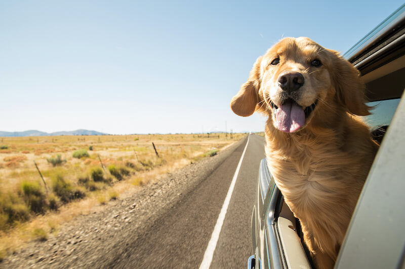 Veilig op vakantie met je hond! 🚗