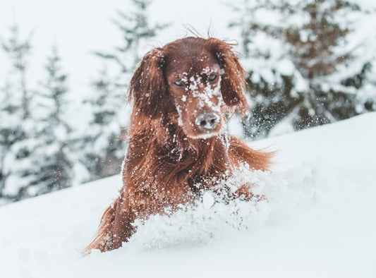 Winterpret met Je Huisdier: Leuke Activiteiten voor de Koude Maanden