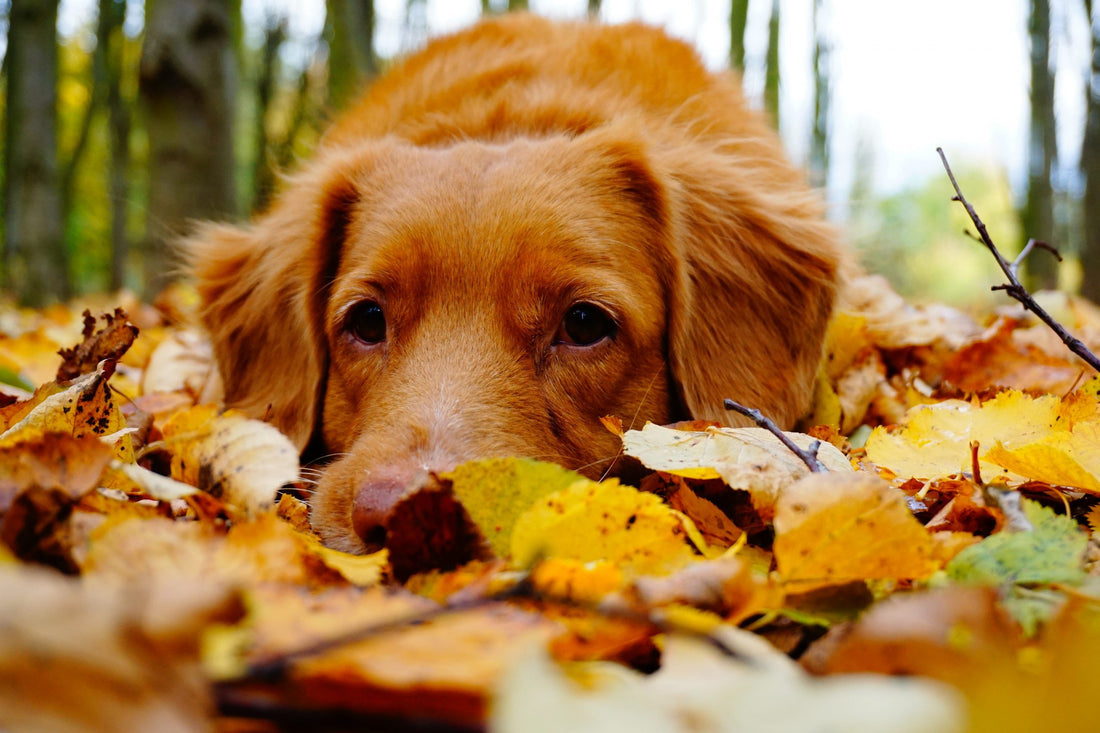 Geniet samen met je harige vriend van de Herfst: Huisdiervriendelijke Activiteiten voor Buiten