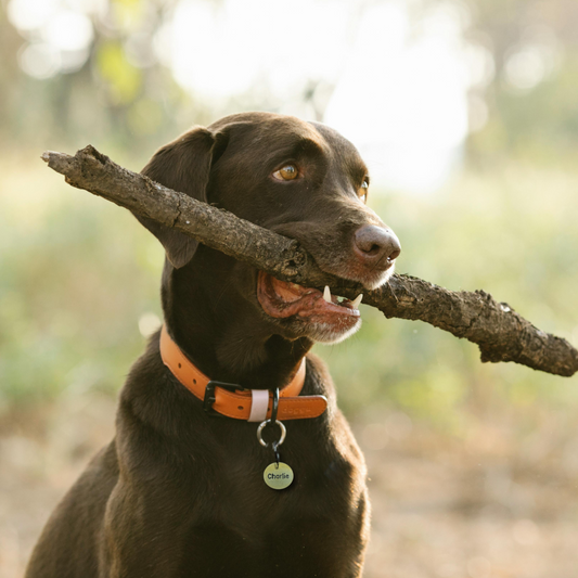 Hundemarke, beidseitig, handgestempelt mit einem silbernen Schmetterlingsanhänger 