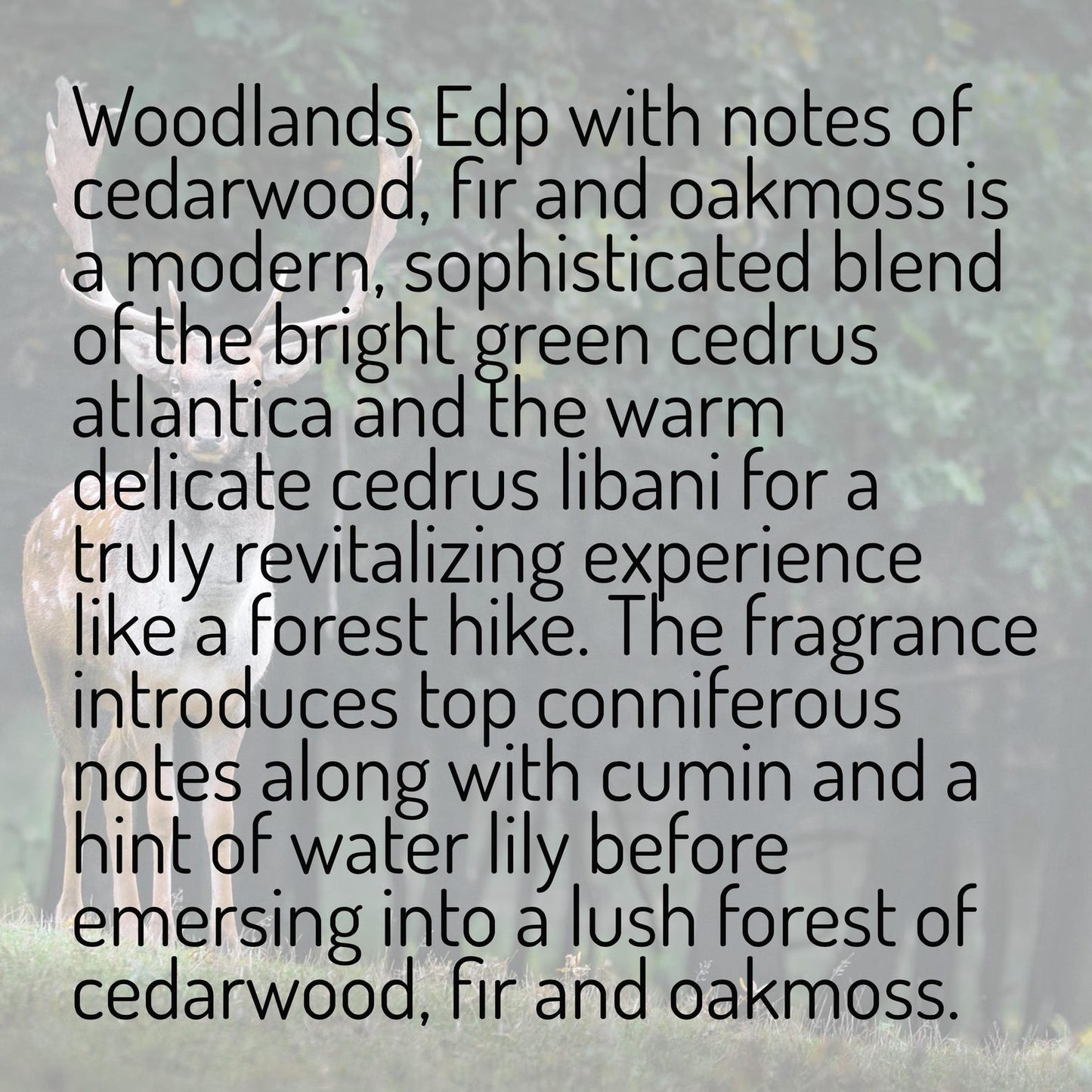 Handcrafted Forest Walk Fragrance | Cedarwood, Fir & Oakmoss Perfume | Nature-Inspired Woodland Scent